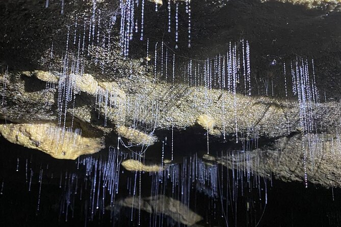 From Auckland: Spellbound, Waitomo Glowworm Cave Small Group Tour - What happens inside the Spellbound Twin Caves