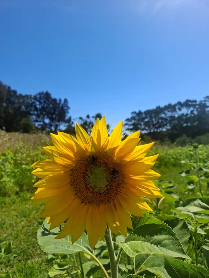 From Auckland: Waiheke Island Sip & Savour Tour with Lunch - Oneroa gives you a short island introduction