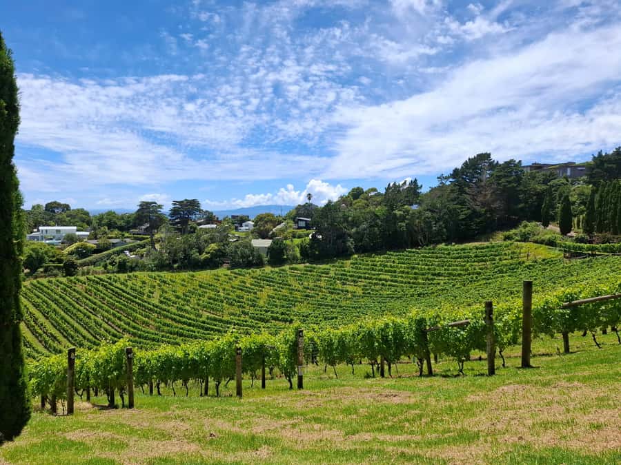 From Auckland: Waiheke Island Sip & Savour Tour with Lunch - Guides turn transport into part of the experience