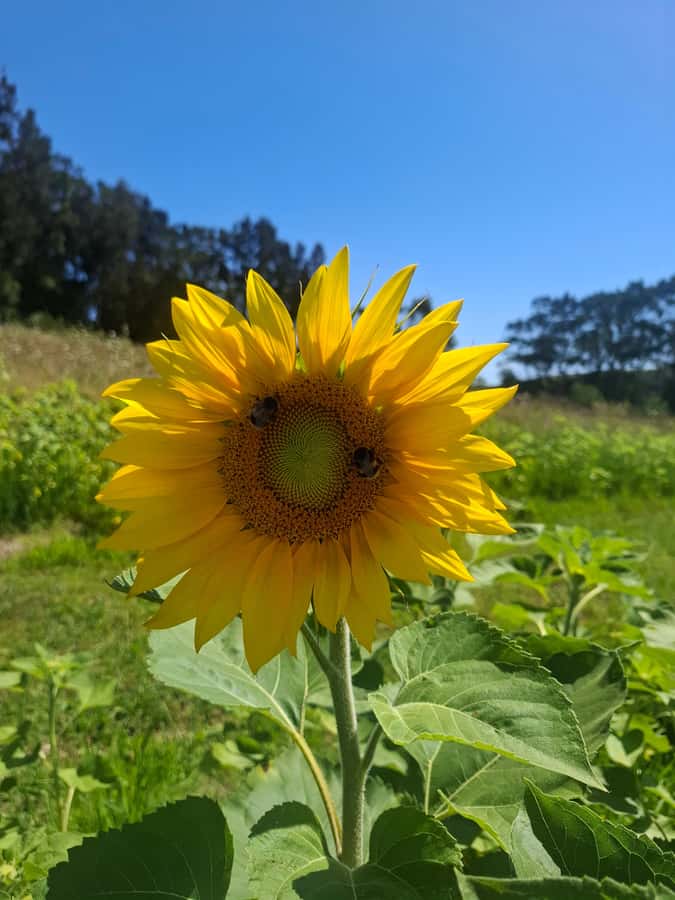 From Auckland: Waiheke Island Wine Cellar Tour - Lunch around 1pm, with the meal paid separately