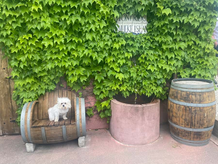 From Auckland: Waiheke Island Wineries' Tour - Who should book this Waiheke tour?