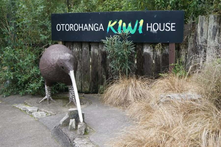 From Auckland: Waitomo Caves and Kiwi House Group Tour - Is $205 good value?