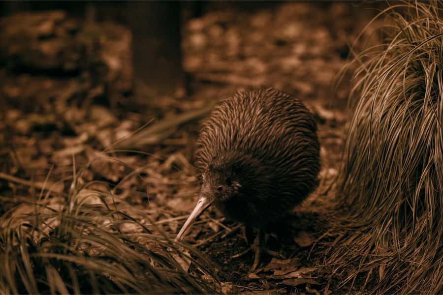 From Auckland: Waitomo Caves and Kiwi House Group Tour - Glowworms without the usual rush