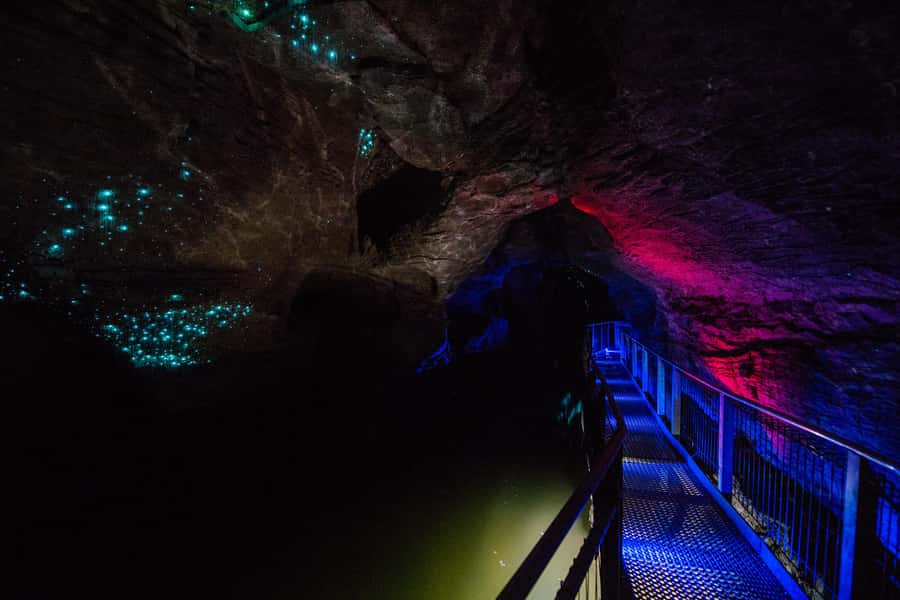 From Auckland: Waitomo Glowworm and Ruakuri Caves Day Tour - Booking advice and final call