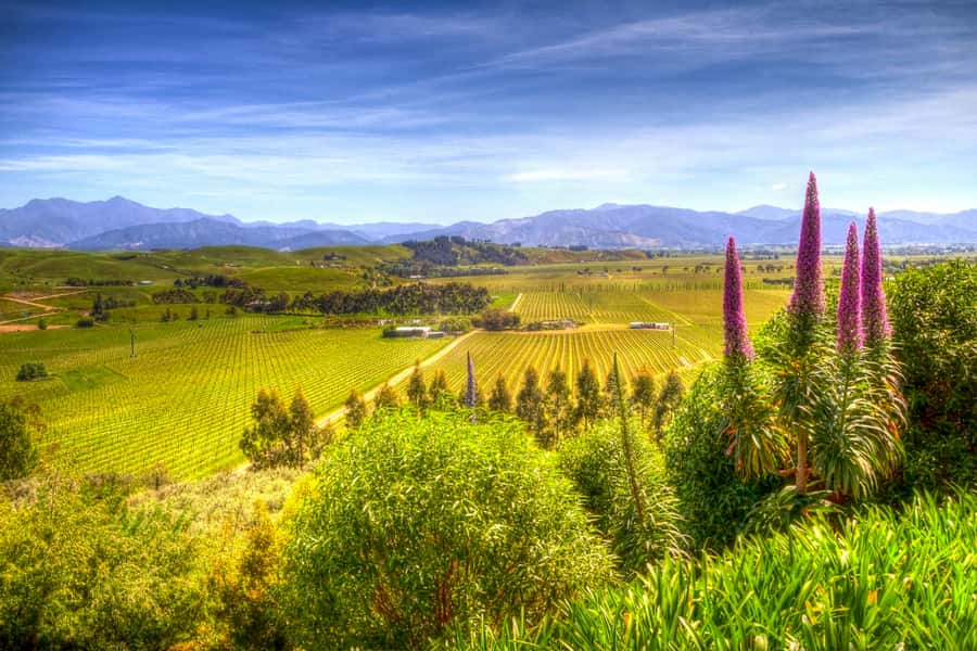 From Blenheim/Picton: Marlborough Gourmet Wine Tasting Tour - Key points at a glance
