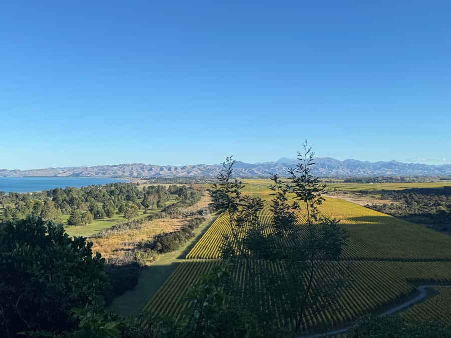 From Blenheim/Picton: Marlborough Gourmet Wine Tasting Tour - A six-hour introduction to Marlborough wine country