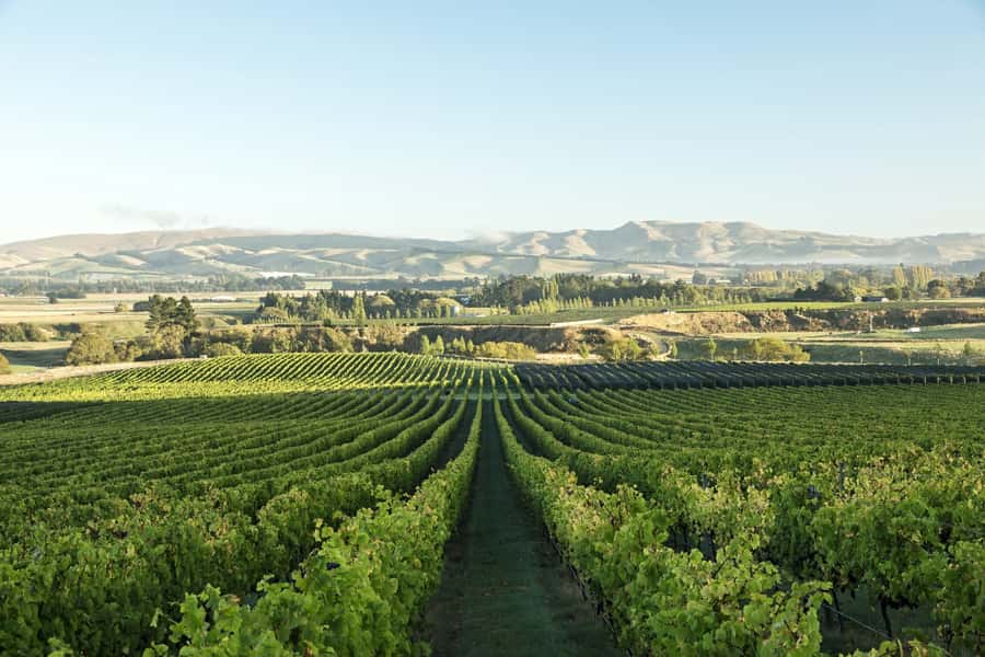 From Christchurch: Guided Local Wine Tours in Waipara - A private start from Christchurch
