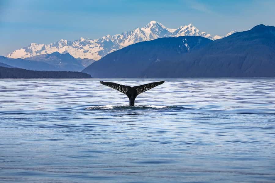 From Christchurch: Kaikōura Day Tour With Dolphin Encounter - Key points at a glance