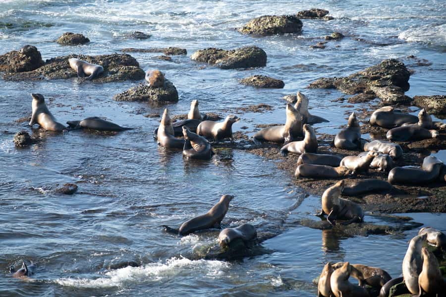 From Christchurch: Kaikōura Day Tour With Dolphin Encounter - Cheviot and the Hundalee Hills