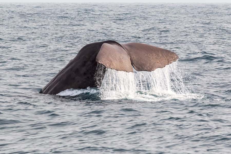 From Christchurch: Kaikōura Day Tour With Dolphin Encounter - Four hours with Dolphin Encounter Kaikōura