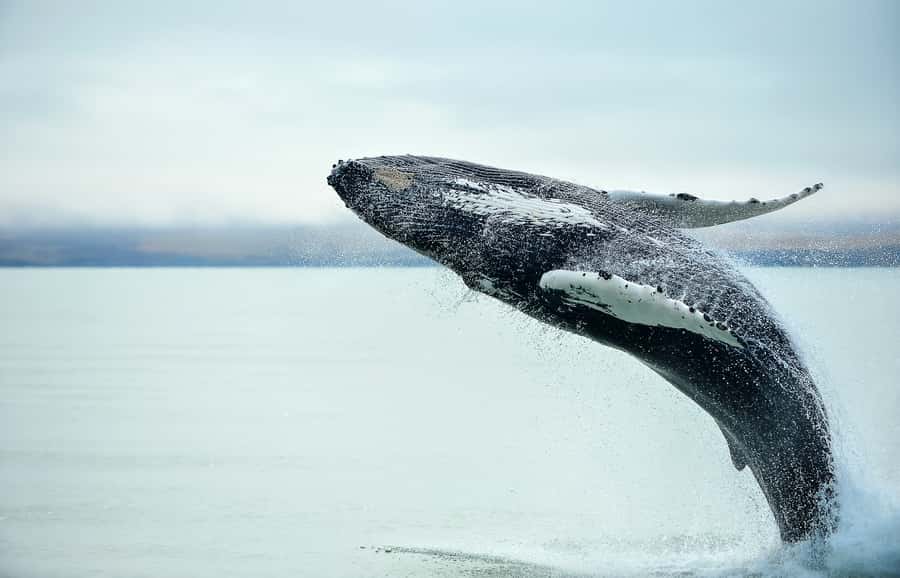 From Christchurch: Kaikōura Day Tour with Whale Watching - Cheviot and the fur seals near Hundalee