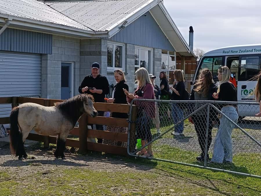 From Christchurch: Sheep Farm Day Trip with Lunch & Winery - Key points at a glance