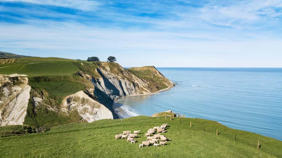 From Christchurch: Sheep Farm Day Trip with Lunch & Winery - From Christchurch to the farms of Waipara