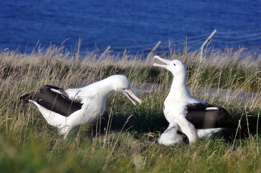 From Dunedin: City, Otago Peninsula & Albatross Guided Tour - Should you book the Dunedin and albatross tour?