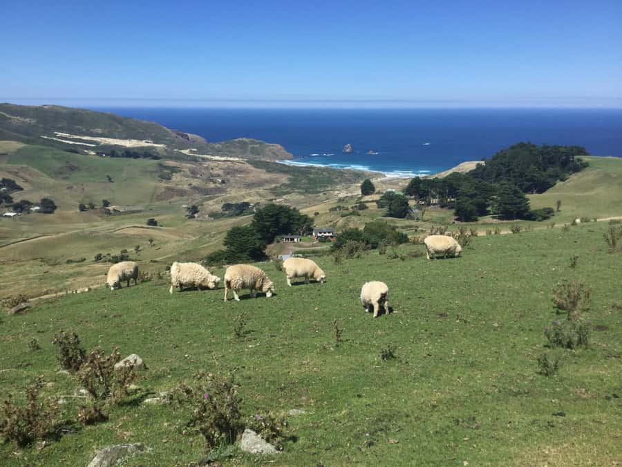 From Dunedin: City, Otago Peninsula & Albatross Guided Tour - Why the albatross visit is the day’s main event
