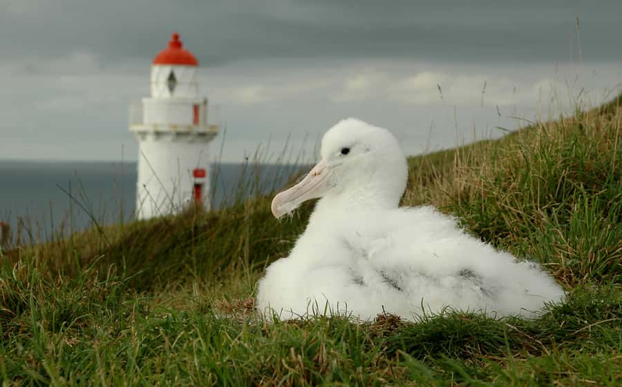 From Dunedin: City, Otago Peninsula & Albatross Guided Tour - What the guides add to the day
