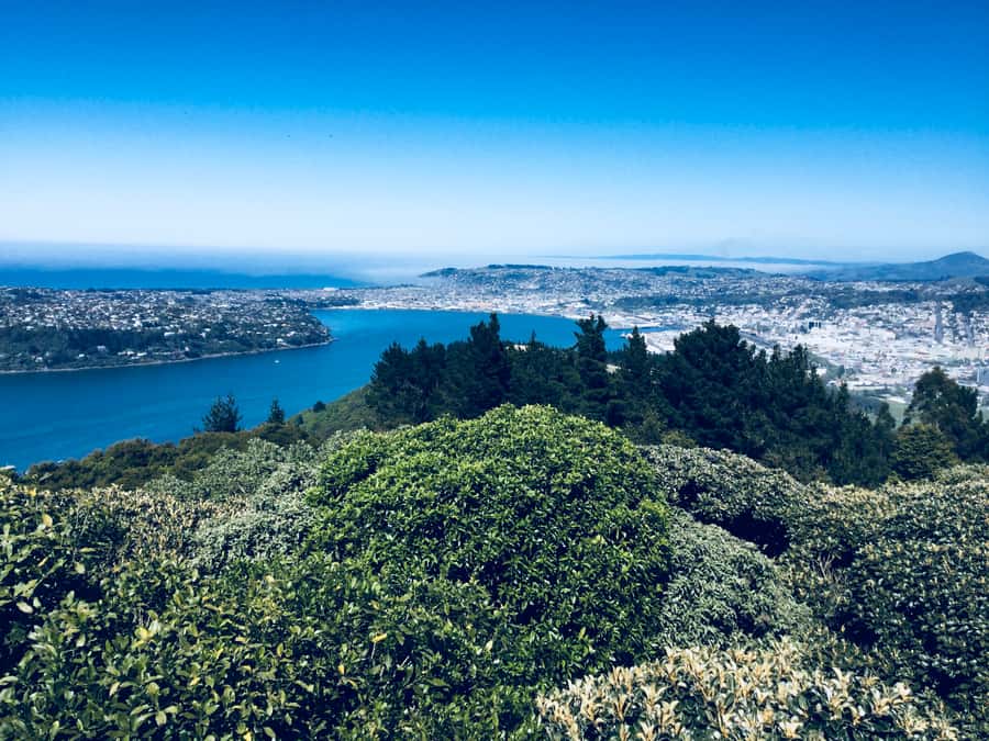 From Dunedin: City, Otago Peninsula & Albatross Guided Tour - A practical six-hour schedule