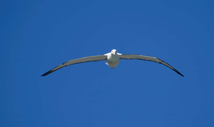 From Dunedin: City, Otago Peninsula & Albatross Guided Tour - Dunedin’s steep streets, gardens, and city views
