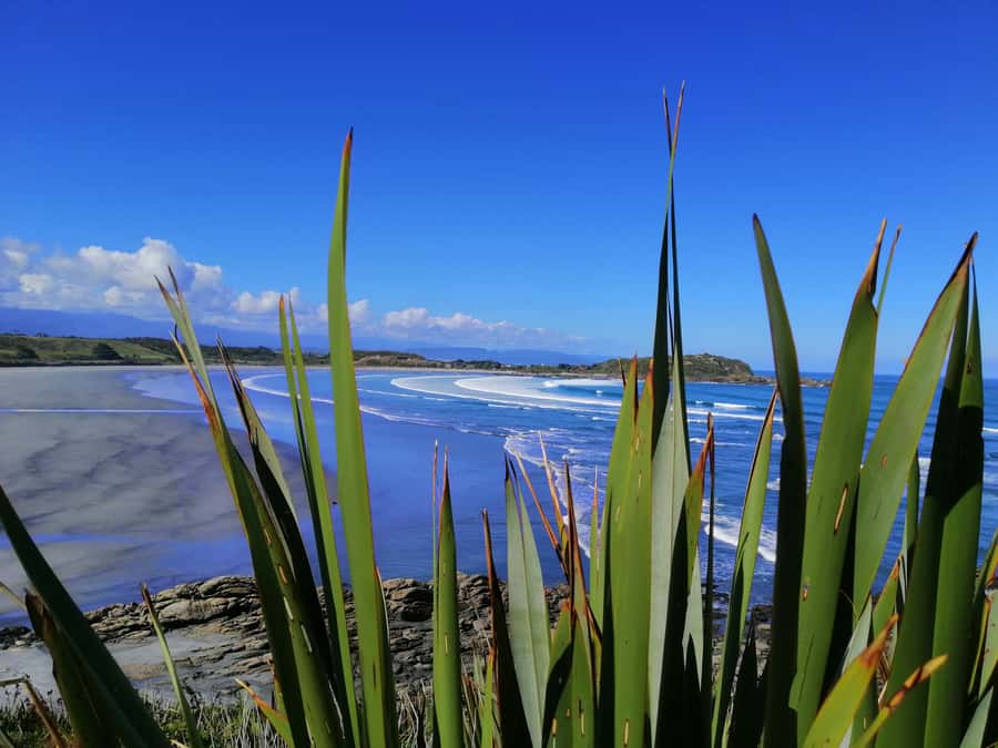 From Greymouth: Highlights West Coast Day Tour - Why this West Coast day trip works