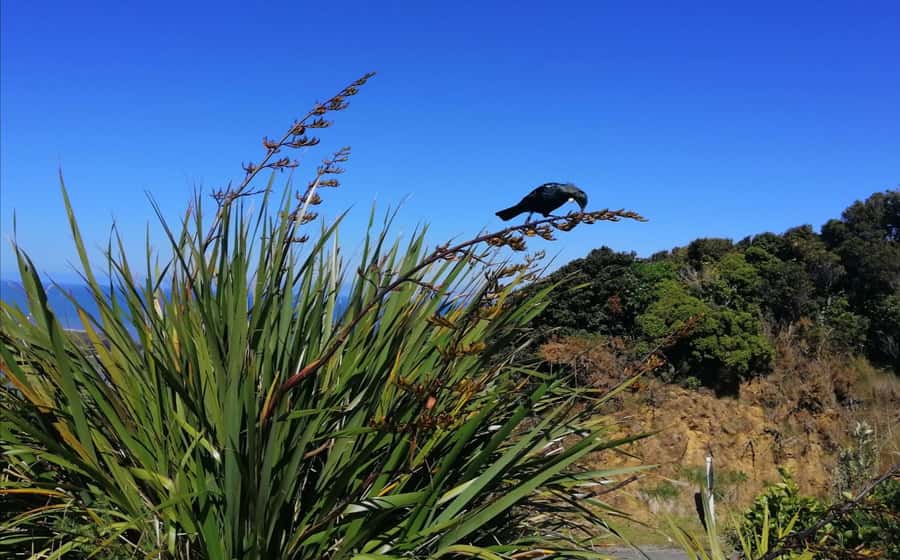 From Greymouth: Highlights West Coast Day Tour - Tauranga Bay and its resident seals