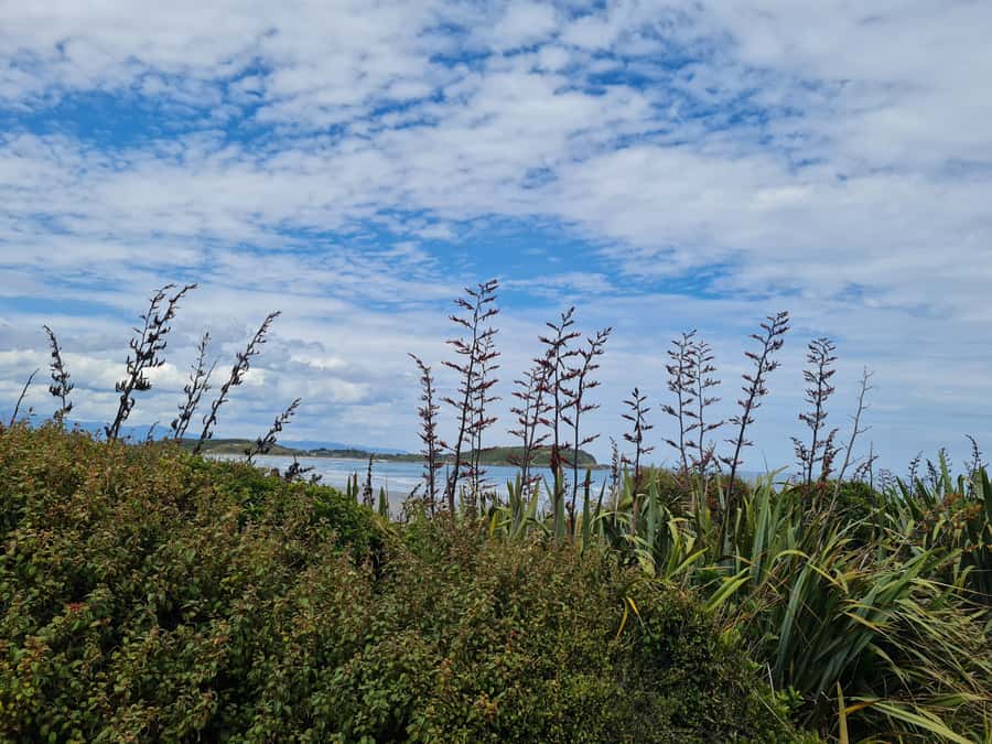 From Greymouth: Highlights West Coast Day Tour - Westport lunch and Shortjaw Brewery
