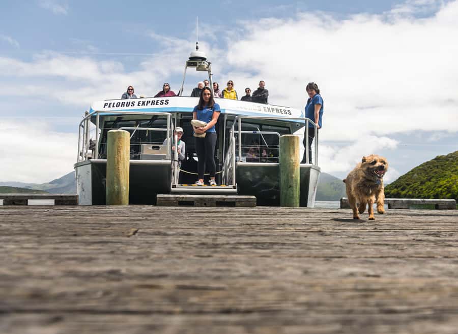 From Havelock: Marlborough Sounds Mail Boat Full-Day Cruise - A mail run through Pelorus and Kenepuru Sounds