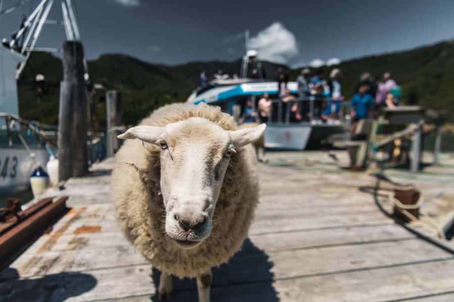 From Havelock: Marlborough Sounds Mail Boat Full-Day Cruise - Leaving Havelock Marina