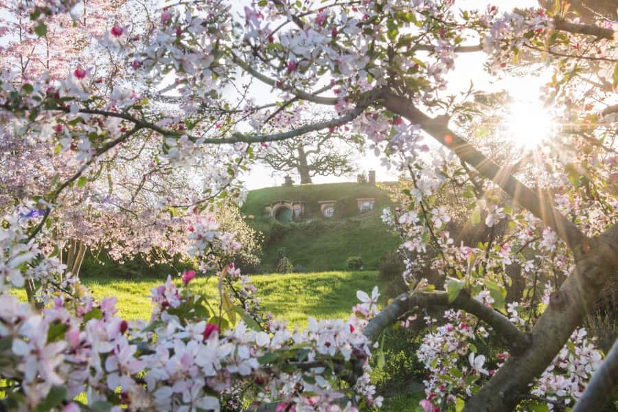From Matamata: Guided Hobbiton Experience with Bus Transfers - Should you book this Hobbiton tour?