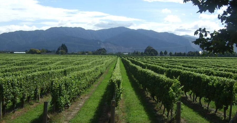 From Picton: Marlborough Wine Trip Shore Excursion - The chocolate stop on the way home