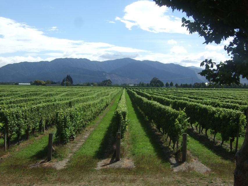 From Picton: Marlborough Wine Trip Shore Excursion - The guides are a major part of the experience