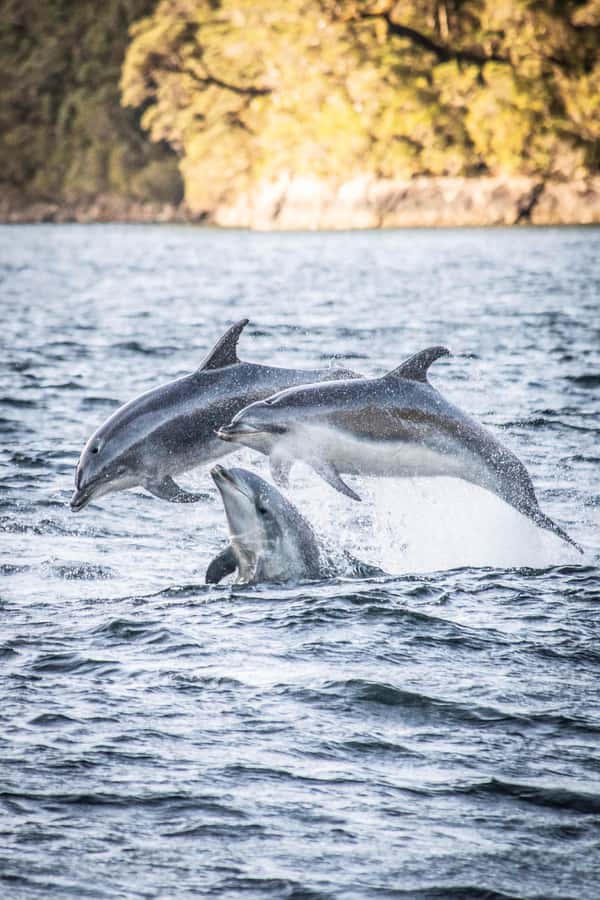 From Queenstown: Doubtful Sound Wilderness Day Trip - Why Doubtful Sound takes a full day from Queenstown
