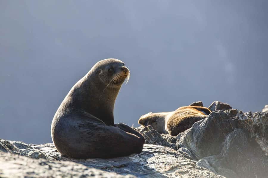From Queenstown: Milford Sound Cruise and Coach Day Trip - The Milford Road is the scenic heart of the day