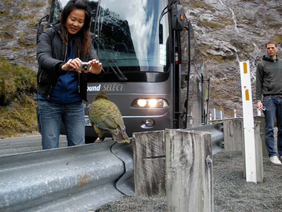 From Queenstown: Milford Sound Premium Day Tour and Cruise - Seals, dolphins, and Anita Bay