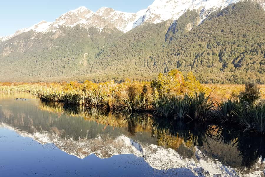 From Queenstown: Milford Sound Premium Day Tour and Cruise - Why the coach matters on a 12-hour day