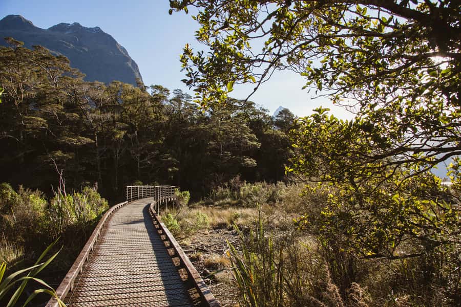 From Queenstown: Milford Sound Scenic Flight & Nature Tour - Weather, flexibility, and practical limits
