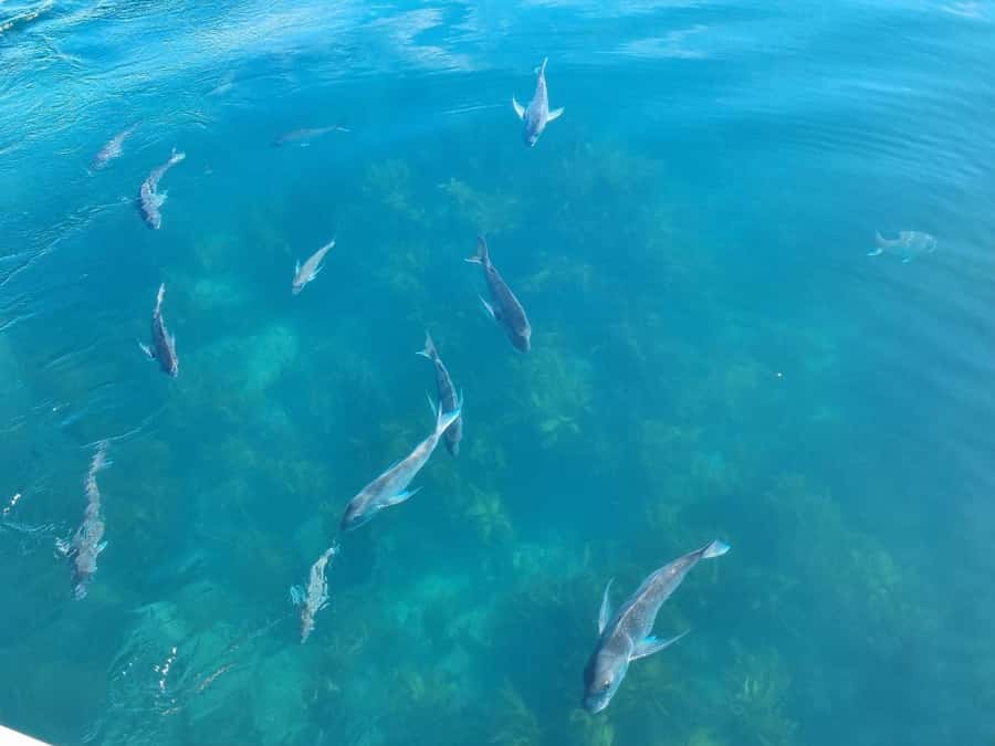 From Tairua: 2 Hour Cathedral Cove Tour with Local Guide - Entering Orua Sea Cave