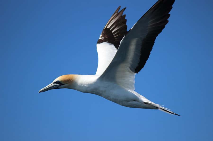 From Tauranga: Dolphin and Wildlife Cruise - Who will enjoy this cruise most?