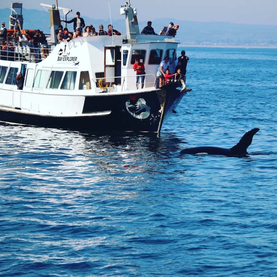 From Tauranga: Dolphin and Wildlife Cruise - Tauranga Harbour and the Statue of Tangaroa