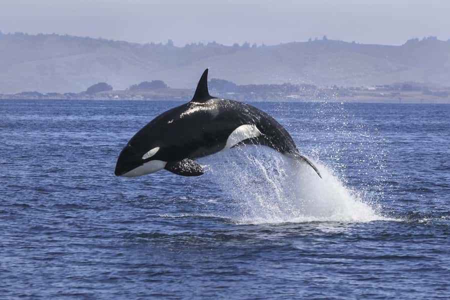 From Tauranga: Dolphin and Wildlife Cruise - Searching the Bay of Plenty for dolphins