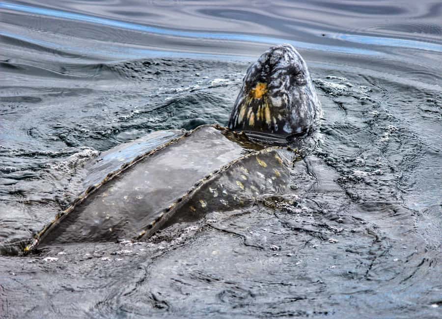 From Tauranga: Dolphin and Wildlife Cruise - Penguins, whales, orca, and other marine life