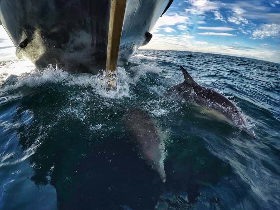 From Tauranga: Dolphin and Wildlife Cruise - What the boat feels like for five hours
