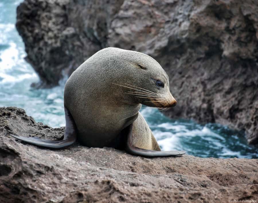 From Tauranga: Dolphin and Wildlife Cruise - Timing, weather, and a realistic schedule
