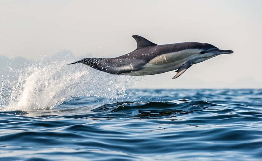 From Tauranga: Dolphin and Wildlife Cruise - Mount Maunganui and the harbour bridge