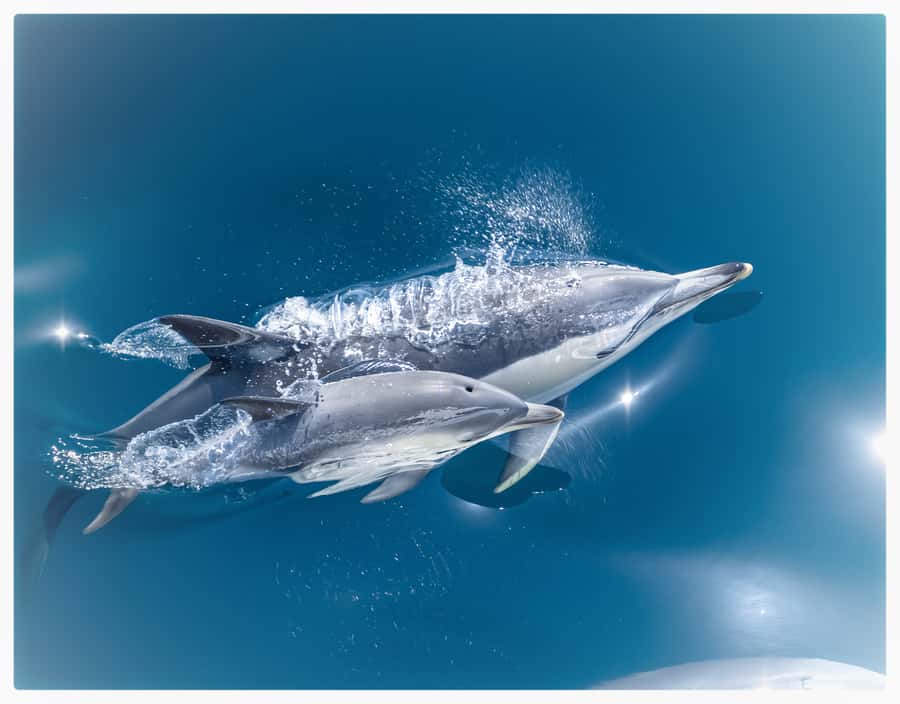 From Tauranga: Half-Day Swimming with Dolphins Tour - Key points at a glance