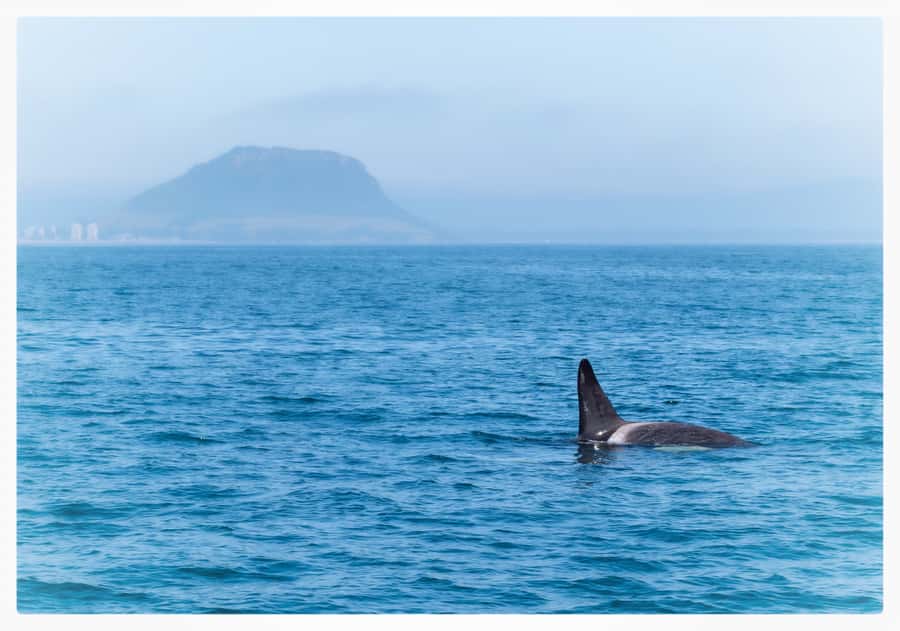 From Tauranga: Half-Day Swimming with Dolphins Tour - Setting out from Tauranga’s marina