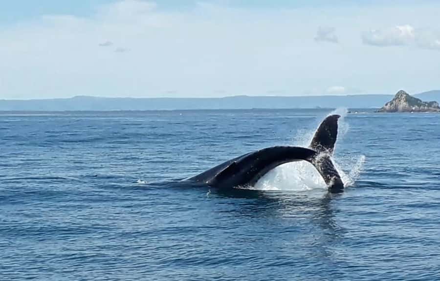 From Tauranga: Half-Day Swimming with Dolphins Tour - Swimming and snorkelling with the dolphins