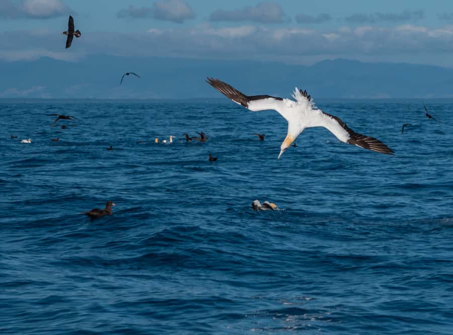 From Tauranga: Half-Day Swimming with Dolphins Tour - How the $98 price holds up