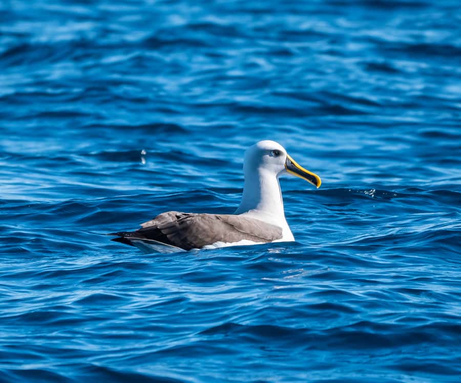 From Tauranga: Half-Day Swimming with Dolphins Tour - Who should book this Tauranga trip?