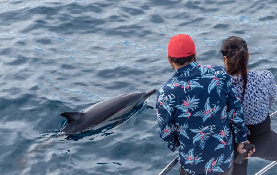 From Tauranga: Half-Day Swimming with Dolphins Tour - Should you book it?