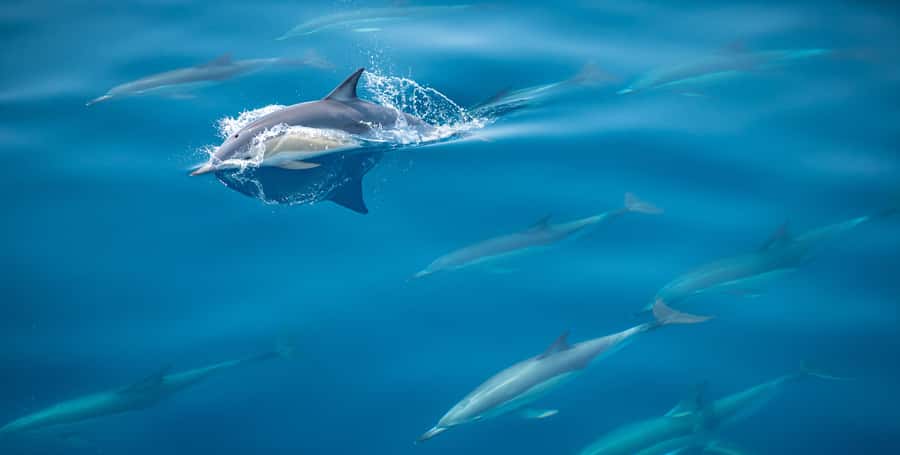From Tauranga: Half-Day Swimming with Dolphins Tour - The boat ride into the Bay of Plenty